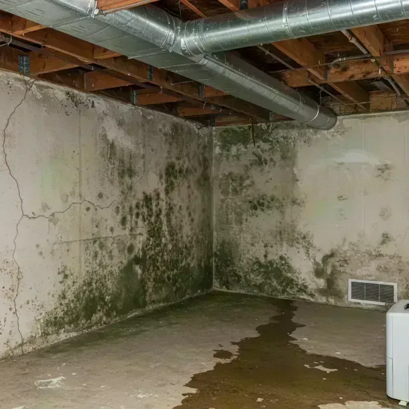 Professional Mold Removal in Lake Placid, NY